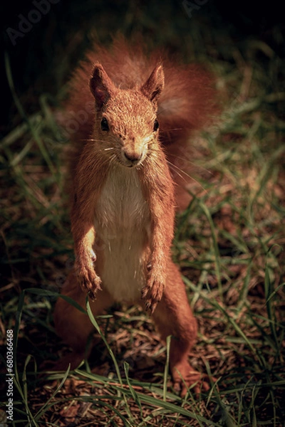 Fototapeta A bright, red, fluffy squirrel in a wild forest. A wild forest through which a red, fluffy squirrel moves.