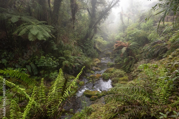 Obraz Small stream flowing rapidly through a deep valley lined with thick forest and ferns on a misty morning.