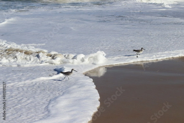 Fototapeta Ocean bird