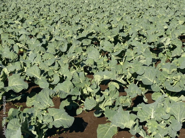 Fototapeta ブロッコリー畑（蕾がなる前）