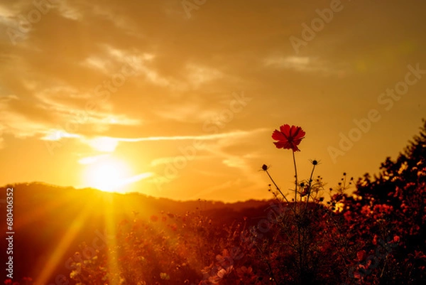 Obraz 夕日とコスモス