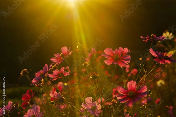 Obraz 夕日とコスモス