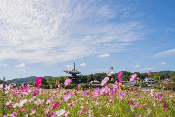 Obraz コスモスとお寺