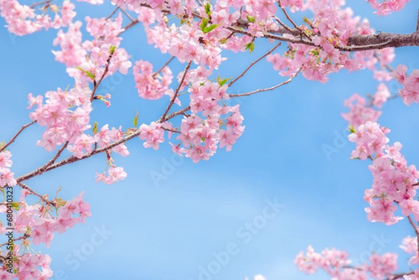 Obraz 桜の背景