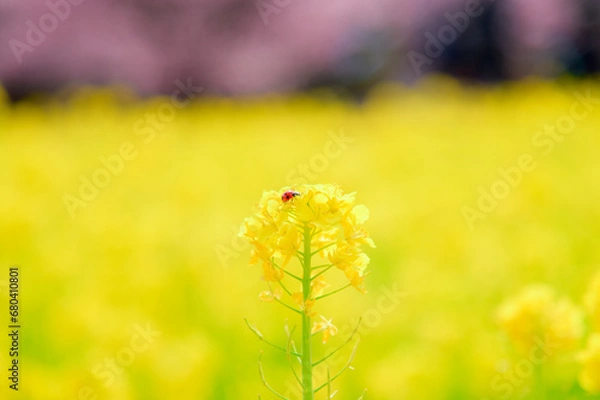 Fototapeta 菜の花とてんとう虫
