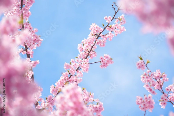 Fototapeta 桜の背景