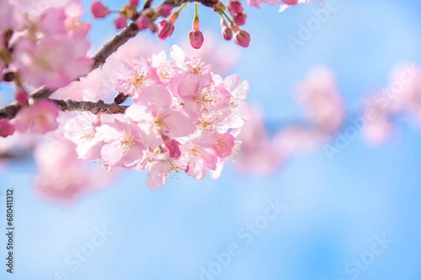 Fototapeta 桜の背景