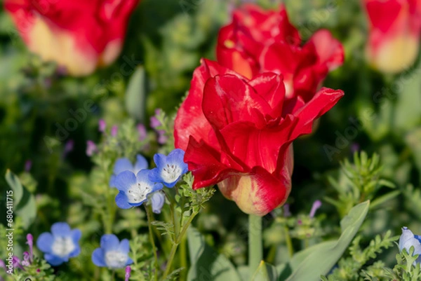 Obraz チューリップ