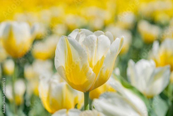 Obraz チューリップ