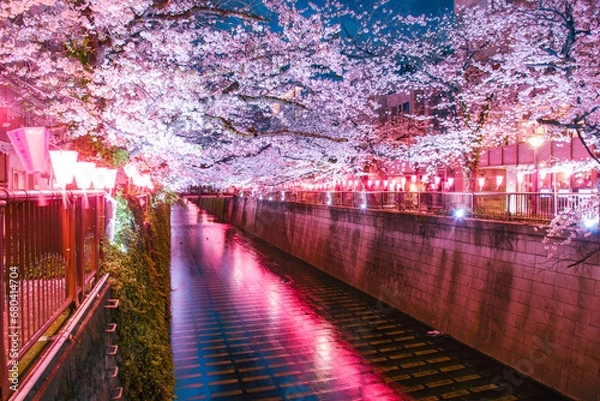 Obraz 目黒川の夜桜