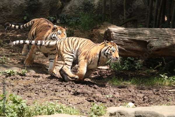 Obraz 駆け抜けるトラの子供