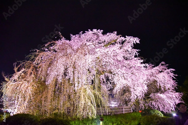Obraz 京都東山円山公園の祇園枝垂れ桜の夜桜