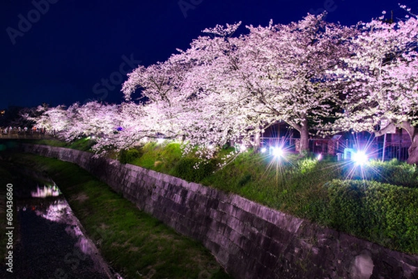 Obraz 山崎川桜ライトアップ	