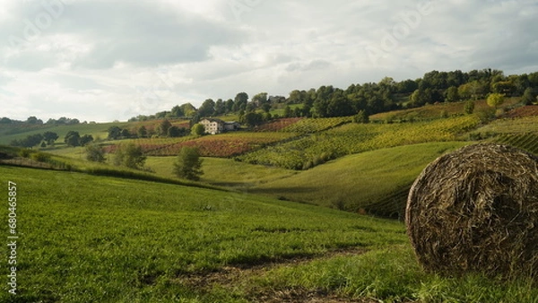 Fototapeta Foliage d'autunno nei vitigni del Lambrusco delle colline modenesi. Castelvetro, Emilia Romagna,Modena