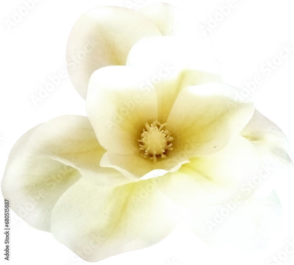 Fototapeta ISOLATED YELLOW FLOWER. BEAUTIFUL FLOWER WITH HINTS OF YELLOW AND AROMA OF VANILLA AND FRESH AND CLEAN GARDEN.
