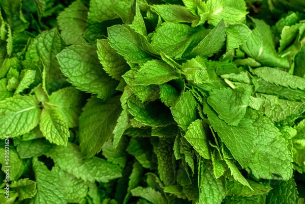 Obraz Mint Leaf: Essence of Minimalism.