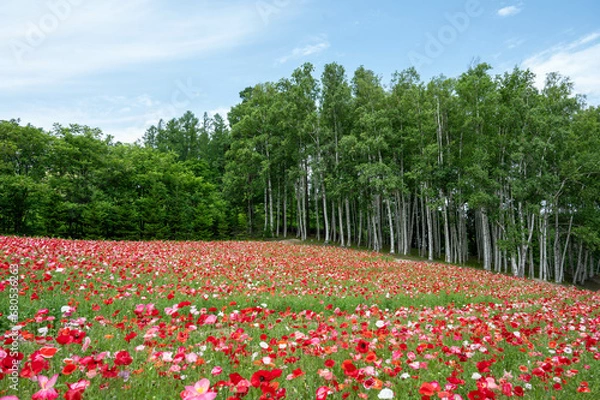 Obraz 青空の下のポピー畑（北海道富良野市・ファーム富田）