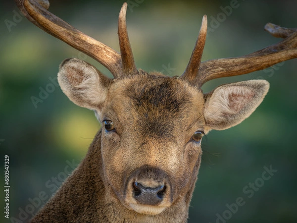 Obraz Young Fallow Deer Buck Close Up Facing the Camera