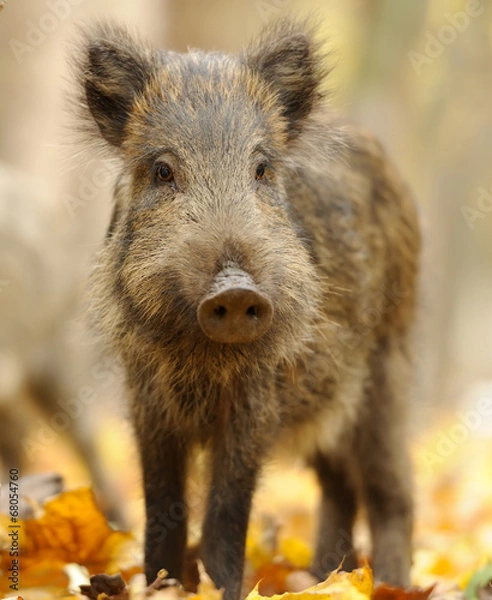 Fototapeta Wild boar