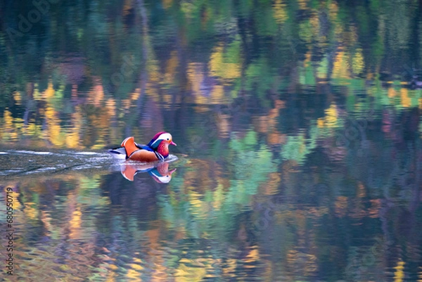 Obraz 奇麗な野鳥、オシドリ
