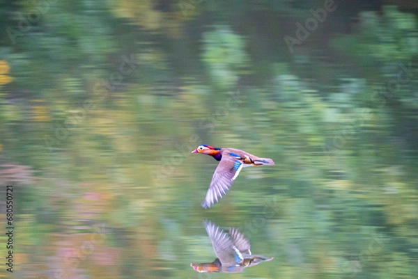Obraz 奇麗な野鳥、オシドリ