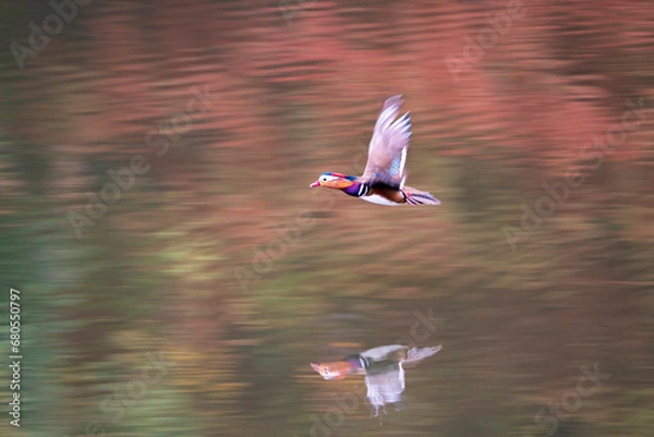 Obraz 奇麗な野鳥、オシドリ