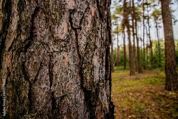 Fototapeta brown bark texture of a pine tree in the forest
