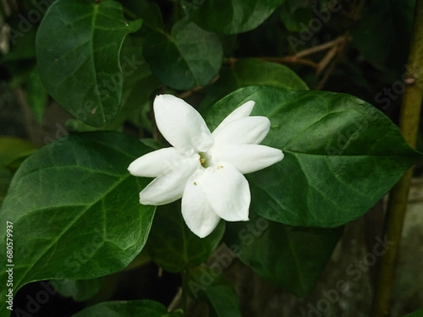 Obraz White Jasmine flower