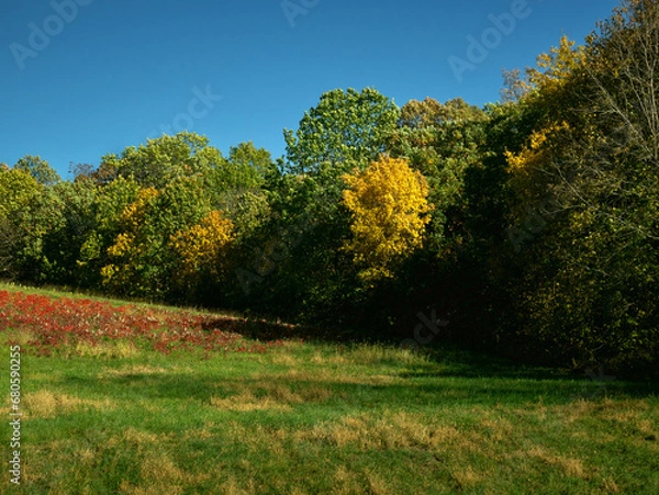 Fototapeta A Splash Of Color, Splashes of red and yellow on a hillside pasture and tree line as Autumn sets in in Northeast Missouri. Near South Gifford, Missouri. 2023