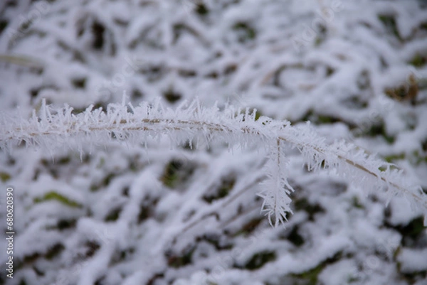 Obraz frost on the branches