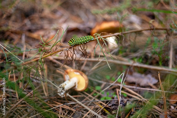 Fototapeta A Black Swallowtail Caterpillar crawls along a plant stem among the grass in the forest. Papilio polyxenes. Black Swallowtail Butterfly. American Swallowtail. Parsnip Swallowtail.