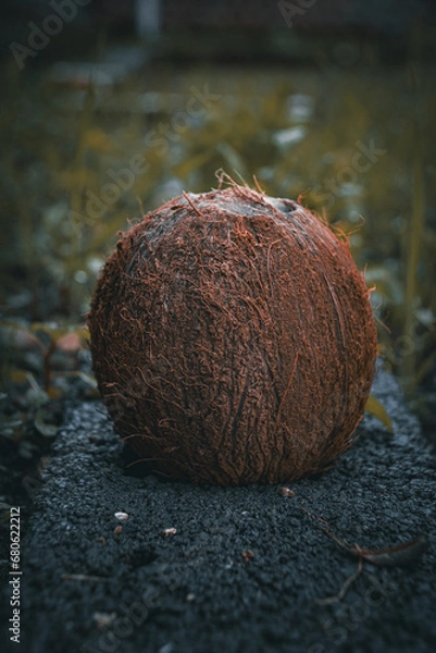 Obraz coconut on the beach