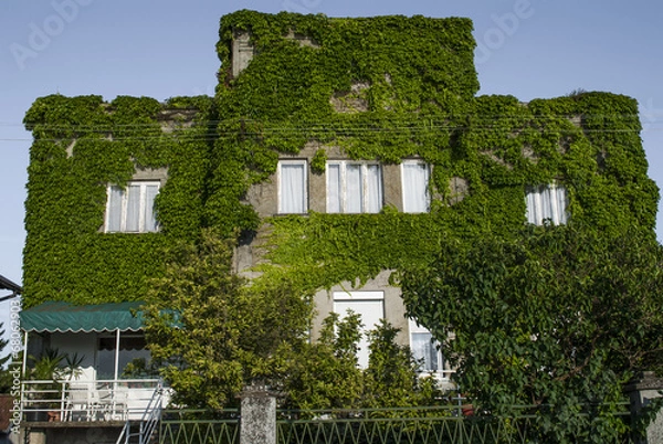 Fototapeta Facade covered in creeper