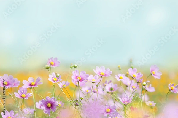 Obraz コスモス畑　コスモス　花畑　青空