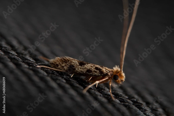 Fototapeta Macro Insect