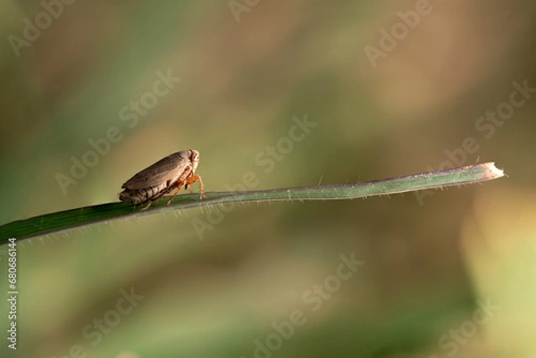 Fototapeta Macro insect on Grass