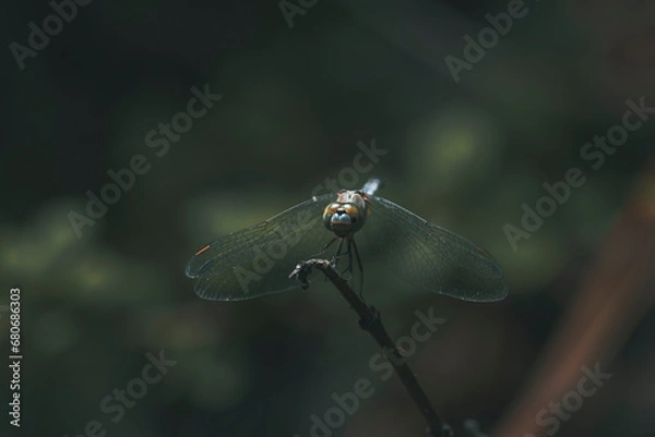 Fototapeta Dragon fly in wild