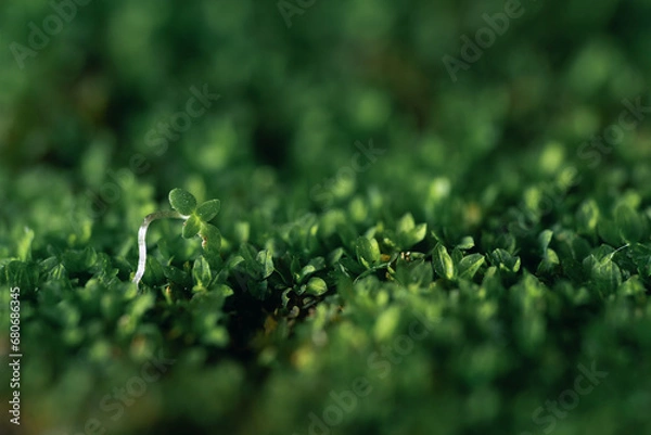 Fototapeta green grass background
