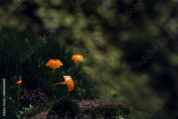 Fototapeta Mushroom in forest