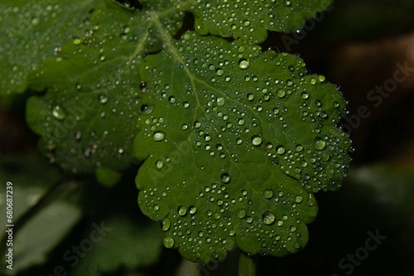 Obraz Transparent, crystal drops of water, on the surface of a large green leaf. A large green leaf with crystal clear dew drops on its surface.