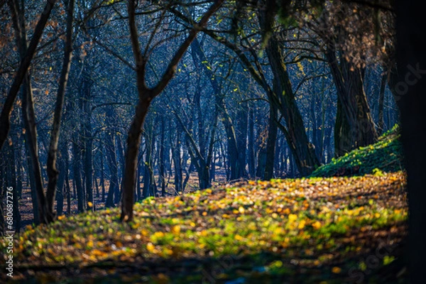 Obraz Autumn garden, shed its leaves and stands in the rays of the autumn sun. The autumn sun shines in the apple orchard, on the ground and trees without leaves.