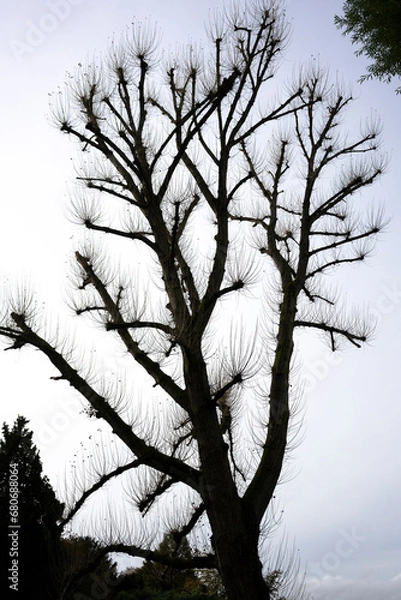 Obraz tree silhouette