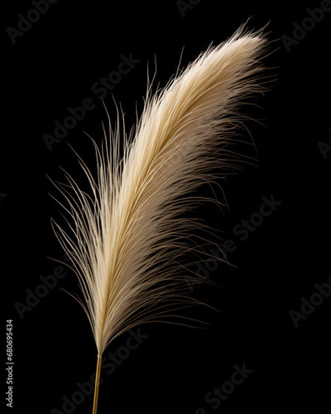 Fototapeta pampas grass isolated on black background, AI Generative.