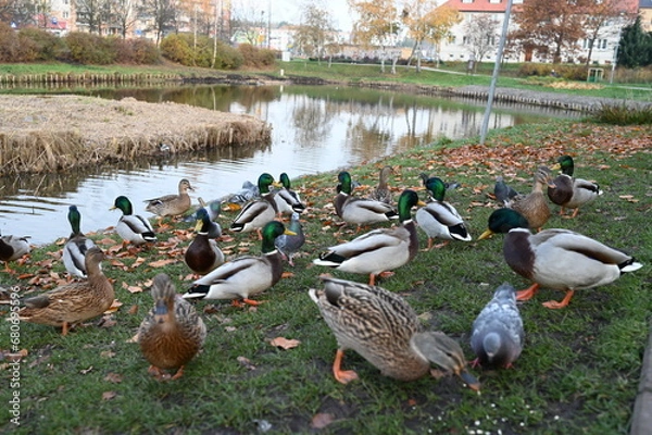 Fototapeta Birds, ducks, pigeons by the pond in autumn