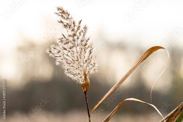 Obraz grass in the sun