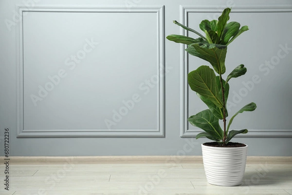 Fototapeta Fiddle Fig or Ficus Lyrata plant with green leaves on floor near light grey wall, space for text