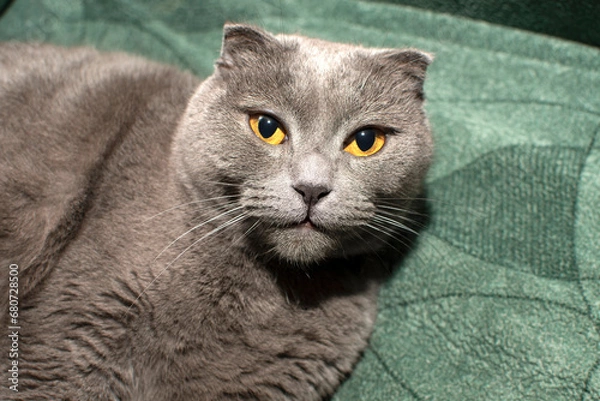 Obraz Portrait of British Shorthair cat