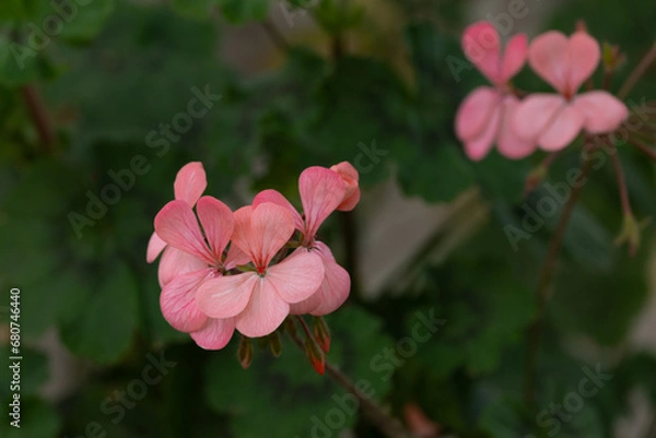 Obraz Pink Horseshoe Geranium