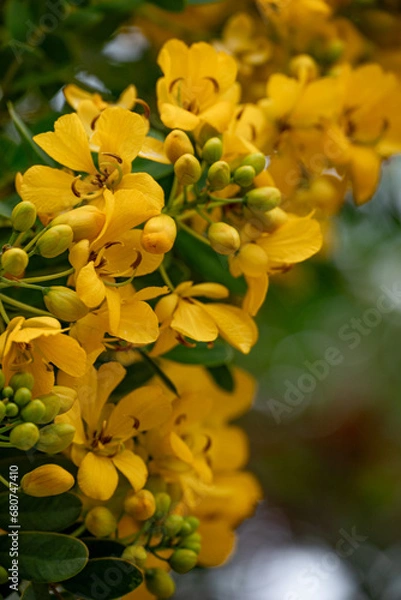 Obraz Senna multiglandulosa