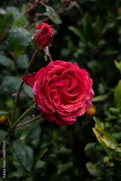 Obraz Red Rose